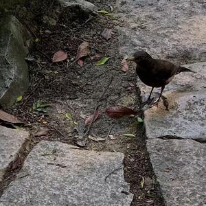 董卿被躁得嗷嗷叫
